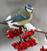 Giving Nature a Home this Winter